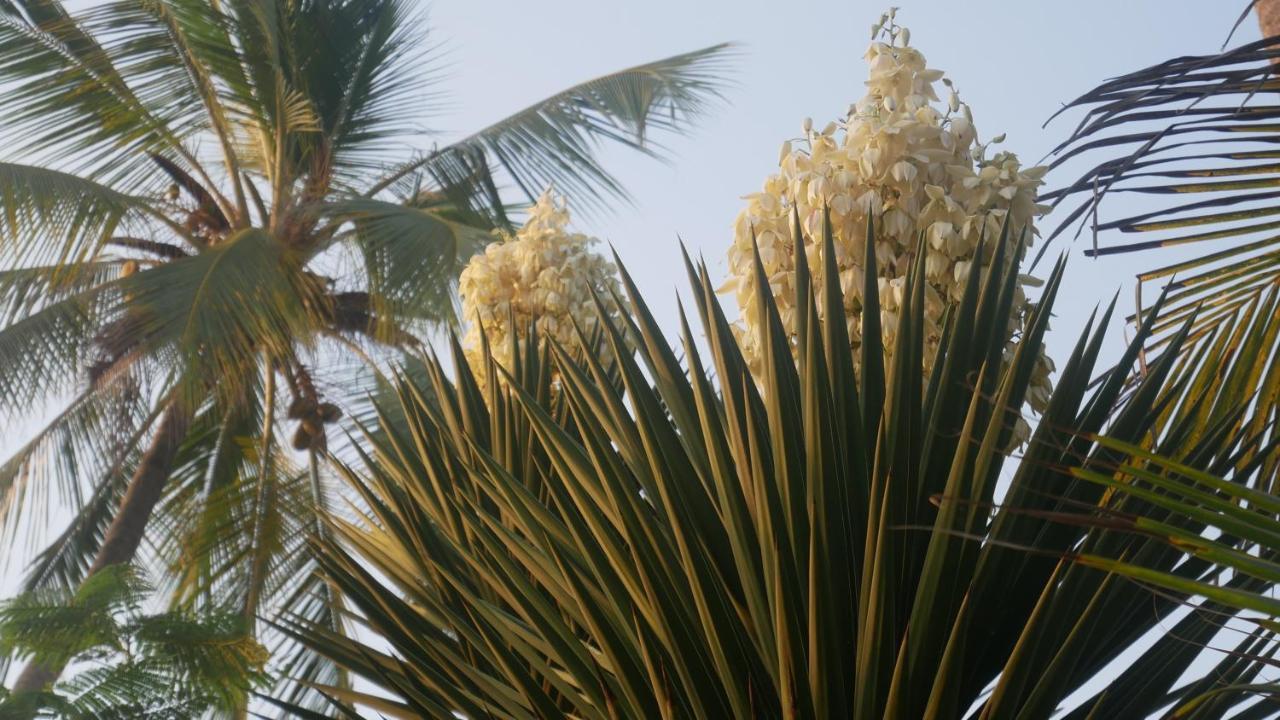 Noah Luxury Kiwengwa (Zanzibar)